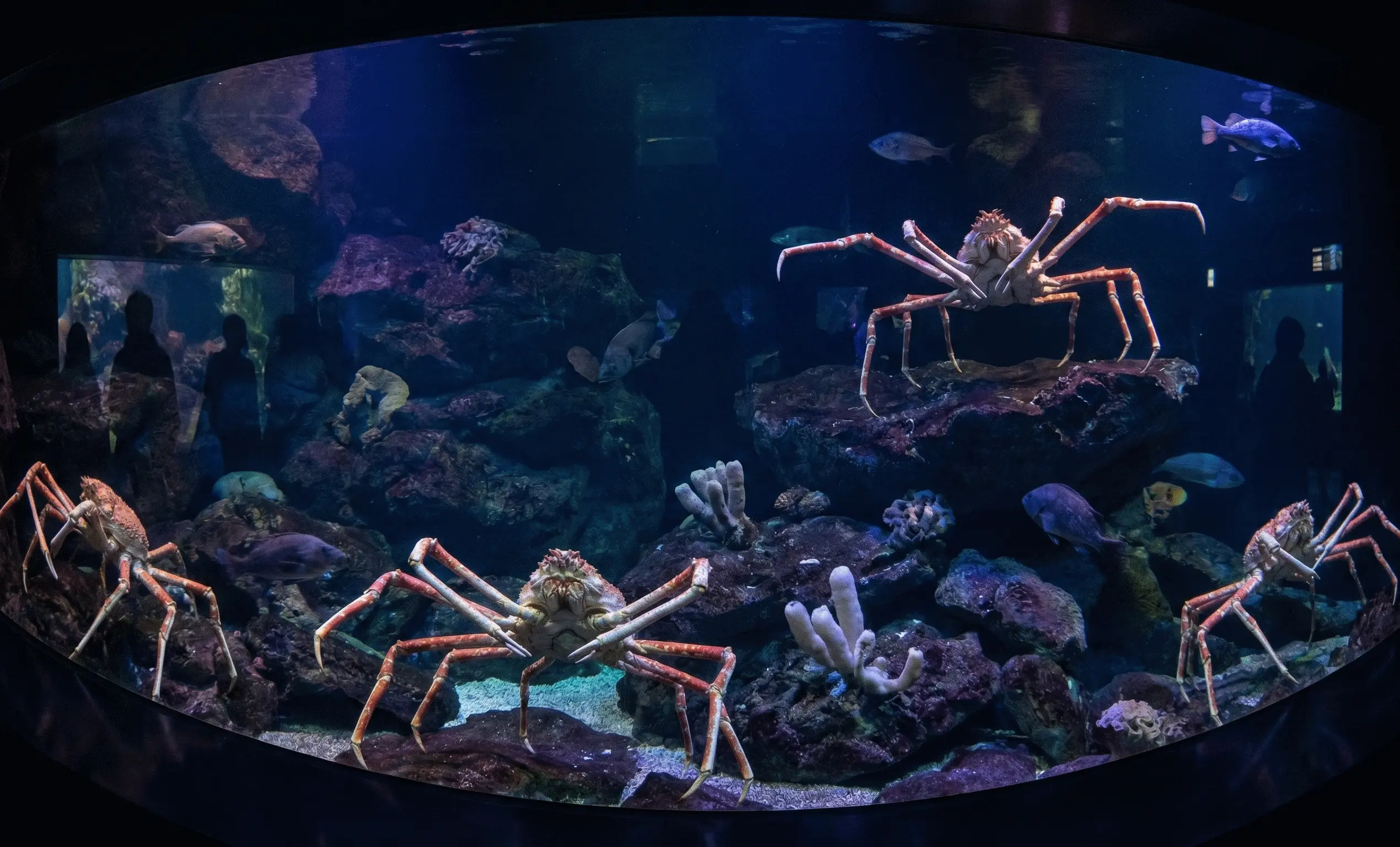 Giant Japanese spider crabs with massive leg spans in the deep sea exhibit at Osaka Aquarium Kaiyukan