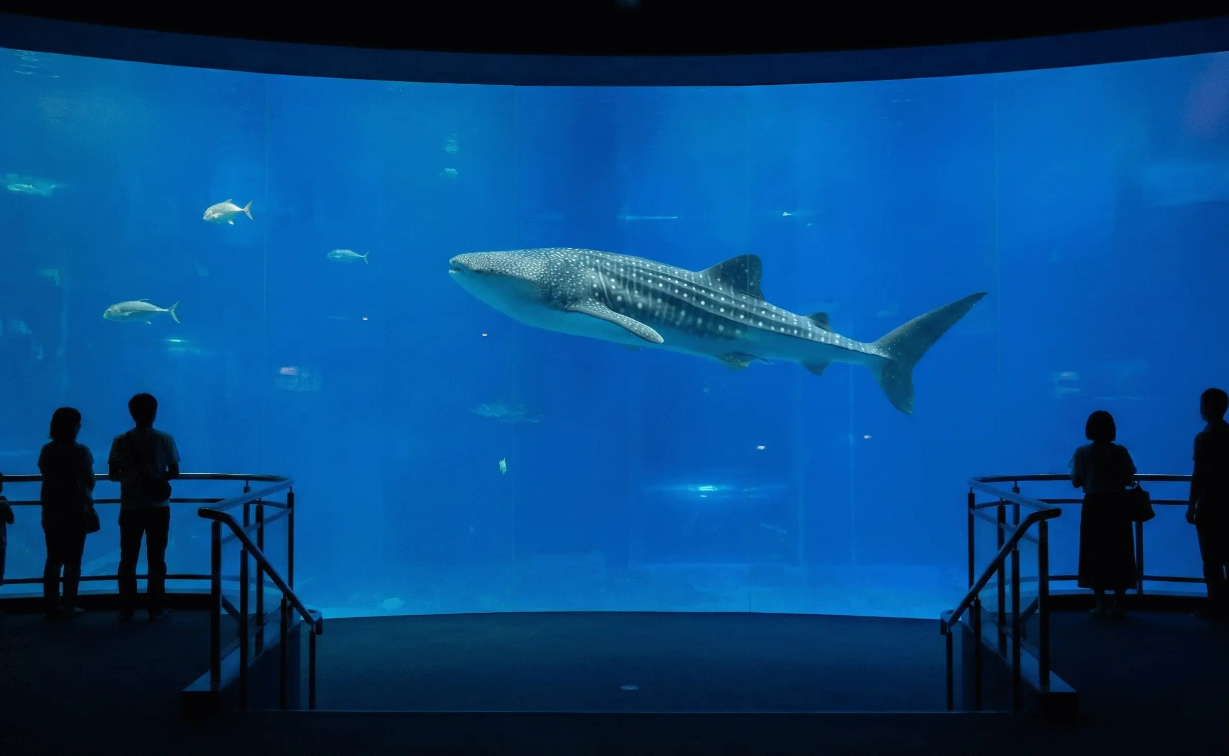 Majestic whale shark swimming in the massive Pacific Ocean tank at Osaka Aquarium Kaiyukan